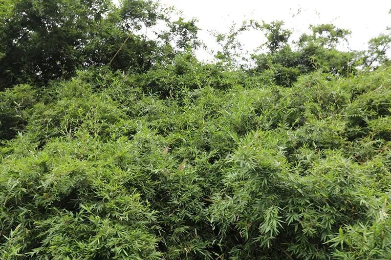 绿水青山，，，，，，，联翩而至，，，，，，，beats3652018云浮之旅